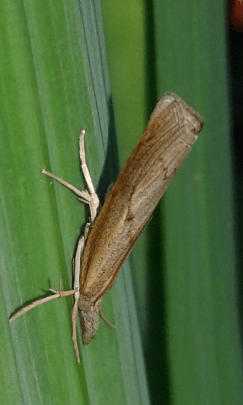 Pediasia contaminella (Crambidae)? S